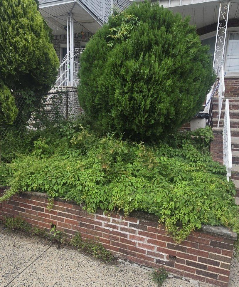 Overgrown shrub and planting bed before Lahwah Landscaping trims and cleans it up